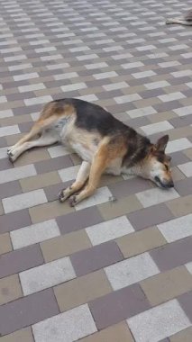 Melez asfaltta huzur içinde yatıyor. Köpek yavrusu huzur içinde uyuyor, yavaşça nefes alıyor, sıcak güneş ışığının ve sakin atmosferin tadını çıkarıyor. Büyük köpek sokak fayanslarının üzerinde rahatça yatar. dikey