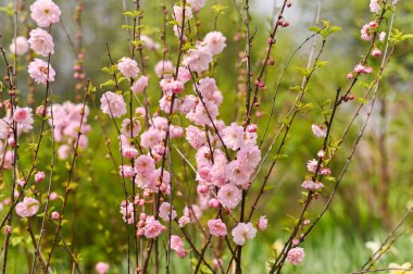 Badem ağacı dalları bahar bahçesinde pembe çiçeklerle kaplı badem ağaçları çerçeveyi yumuşak renklerle dolduruyor. Kapalı çiçek ayrıntıları, açık hava ortamı, doğal yeşil arka plan.