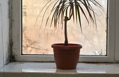 Avuç içi kapalı bitkidir. Pencereye yakın tek bir ev bitkisi. Yoğunlaşmış ve nemli ortamda su izleri var. Islak sisli cam ve saksı bitkisi nem ve nem birikimini temsil ediyor..