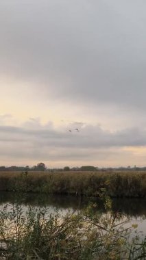 dikey video, yağmurdan sonra bulutlu gökyüzünün altındaki sakin göl manzarası. Kuğular nehrin üzerinde uçar. durgun su sonbahar mevsiminde huzurlu havayı yansıtır. Çimlerle çevrili sessiz nehir manzarası. Doğa sahnesi.