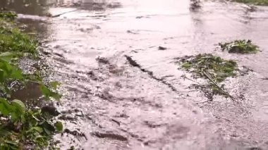 Park yolundan akan su küçük dereler oluşturuyor. Şiddetli yağmur geçici nehirler oluşturuyor. Suyu çevreleyen yoğun yeşil yapraklar. Yağmur fırtınası park yolunu sular altında bırakır ve toprağı su dolu bir dereye çevirir..