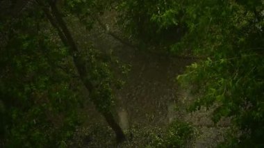 Şiddetli dolu ve şiddetli fırtına rüzgarları ağaçların yemyeşil yapraklarını sert bir şekilde deviriyor. Fırtına sırasında doğa yıkıcı güç. Şiddetli fırtınalar parkı vuruyor