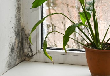 Spathiphyllum bitkisinin yanındaki pencere kenarındaki küf büyümesi rutubet ve hava dolaşımı sorunlarını yansıtıyor. Küflü pencereye yakın yeşil yapraklar yüksek nem ve kötü iç bakım gösteriyor..
