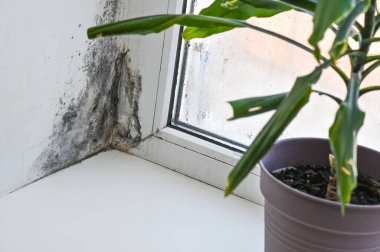 Pencere çerçevesinde siyah küf ve pervazda dracaena bitkisi. Evde mantar kirliliği, sağlıksız hava ve nem sorunu kavramı. Dairenin köşesinde küf sorunu. Çiçekler yakında. Mantar büyümesi.