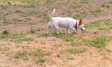 Küçük beyaz köpek Jack Russell çimlerin üzerinde toprak yolda yürüyor. Köpek dışarıyı merakla araştırıyor, etrafı kokluyor. Köpek tarlada gezer, temiz havanın tadını çıkarır.