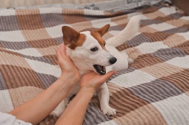 Sahibi Jack Russell 'a sataşıyor..