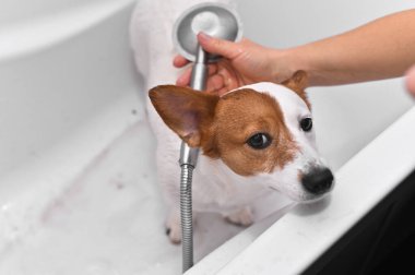 Jack Russell Terrier banyosu