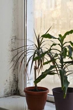 dikey fotoğraf drakena ve palmiye ağaçları pencere pervazındaki kapalı bitkiler, yoğunlaşma ve penceredeki kalıplar, evdeki aşırı nem. Islak pencere camının yanındaki saksıda yeşil bir ev bitkisi, yüksek nem içerisi.