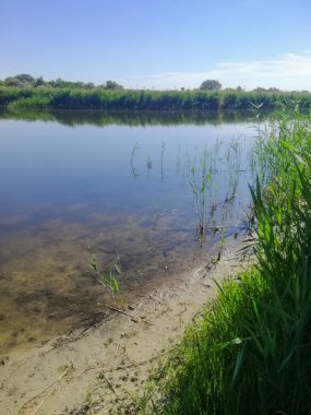 Durgun ve durgun göl, berrak su ve kıyı boyunca yemyeşil bitkiler. Manzaranın doğal güzelliği suya yansıyor. Temiz su ve yeşil bitki örtüsü olan sessiz bir göl. dikey resim.