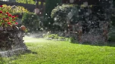 Taze yeşil çimenleri sulayan, güneş ışığında su damlacıkları yaratan, yemyeşil bahçe, sulama konsepti, açık hava yaz bahçesi bakımı. Çimlere püskürtülen fıskiyelerin su damlacıklarını kapatın.,