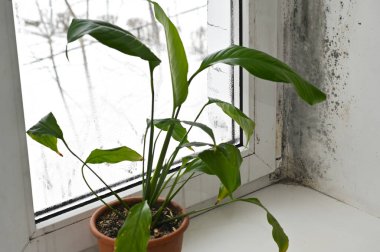 Pencerenin yanında, nemli ve kötü havalandırmalı spathiphyllum saksısı var. Islak eşikteki ev bitkisi aşırı nem ve rutubetli ev ortamını simgeliyor..