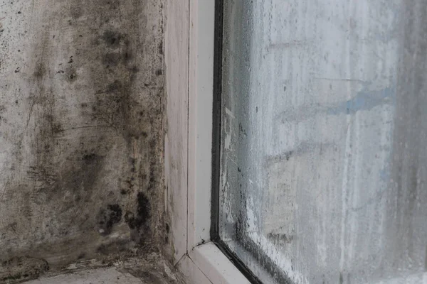Pencerenin yanındaki duvardaki rutubet ve küf.