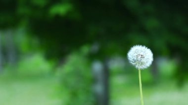 Karahindiba kabuğu rüzgarda hafifçe hareket ediyor, sapında sallanan yumuşak beyaz tohumlar, bulanık yeşil yapraklarla çevrili, doğayı barışçıl bir doğa manzarası için hareketli yakın plan. Doğal soyut arkaplan