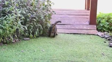 Oyuncu kedi yavrusu yeşil arka bahçedeki çimlerin üzerinde küçük topu kovalıyor. Tahta köprü yakınında, bitkileri ve gölgeleri keşfediyor. Yavru kedi merakı, doğal ışık, bahçenin arka planında yaşayan kedi yavrusu.,