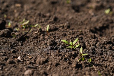 Sebze bahçesindeki nemli toprağı delip geçen pancar tohumu ve güneş ışığına doğru uzanan küçük yapraklar. Erken büyüme evresi konsepti, organik tarım, doğal tarım, toprak.