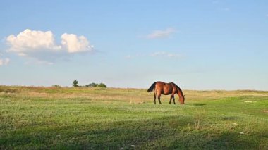 Kahverengi at, açık mavi gökyüzünün altında, yumuşak bulutlarla geniş yeşil bir tarlanın ortasında huzur içinde otluyor. Sakin kırsal alan doğanın basitliğini vurguluyor.