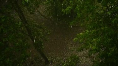 Şiddetli yağmur yağar ve yoğun yaprak gölgelerinde dolu yağar, yemyeşil atmosfer. Arka planda fırtınalı havayı ön plana çıkarıyor. Dolu çiçekli ağaçların yapraklarına vurur. Gök gürültülü hava manzaralı ağaçlar