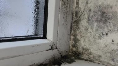 Pencerede mantar kolonileşmesi, rutubet ve sürekli nem siyah küf gelişimine yol açar. Camdaki su. Dairede yoğunlaşma.