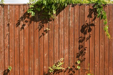 Ahşap çit bitki gölgeleri ve seyrek yeşillik, ahşap kaplama arka plan dikey tahtalar ve güneş ışığı, açık hava bahçe atmosferi, kırsal yüzey detayı, doğal çevre konsepti