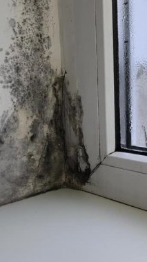 Köşedeki pencere pervazı ve pencere siyah küf ve küf lekeleriyle kaplı. Bu da doğrudan yoğunlaşmanın bir sonucu. Camlar rutubetle kaplı. Yüzeyde damlacıklar var. Islak oda. dikey