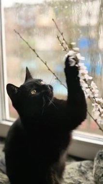 Dikey video, Kara Kedi pencerenin yanındaki çiçek açan kiraz ağacına uzanıyor. Kedi ilginç bir şekilde narin çiçeklerle etkileşim içinde, bahar anı kapalı alanda yakalanır, yumuşak ışıklandırma,