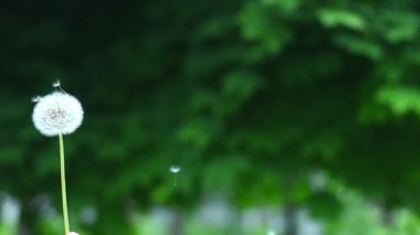 Karahindiba tohumu başı yeşil arka planda duruyor, karahindiba tohumlarını havaya salıyor, hafif rüzgar hareketi, doğal yaz detayı, kapalı bitki konsepti, sakin açık hava sahnesi, kopyalama alanı