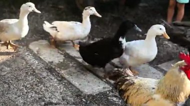 Horoz ve birkaç ördek çiftlikte birlikte yürüyor. Horozlar parlak kırmızı tarak öne çıkar, ördekler ise çeşitli renklerde, toprak zeminde gezinirler..