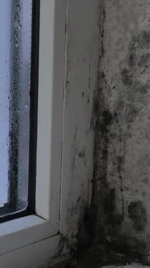 Küf sporları haritaya benzer bir dendritik koloni oluşturdu. Sürekli rutubet yüzünden istilanın ileri safhası. Dairesel küf parçaları. dikey.