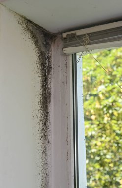 Pencere çerçevesi yakınlarındaki duvarda büyüyen küf koyu lekeler ve hasarla birlikte köşe boyunca yayılır, küf dokusu kapalı alanda sağlıksız bir ortam, nemli yüzey ve yerleşim alanında çürüme gösteriyor. dikey