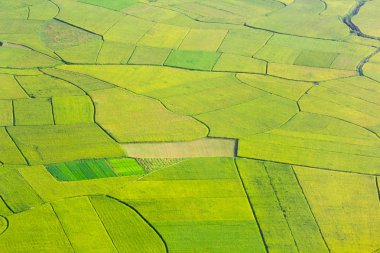 pirinç alan Bac oğlu, Vietnam