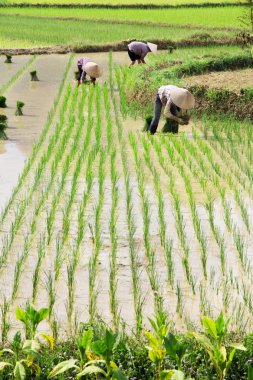 Vietnam çiftçi büyüme pirinç sahada