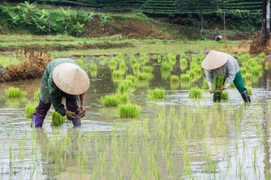 Vietnam çiftçi büyüme pirinç sahada