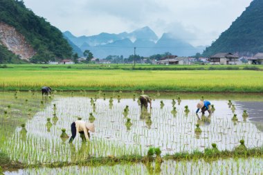 Vietnam çiftçi büyüme pirinç sahada