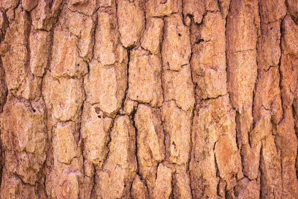 Écorce arbre texture fond — Photo