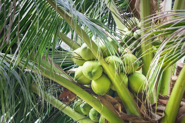 Coconut group on tree — Stock Photo, Image