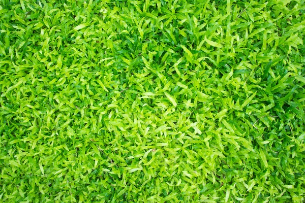 Textura de fondo de hierba verde. — Foto de Stock