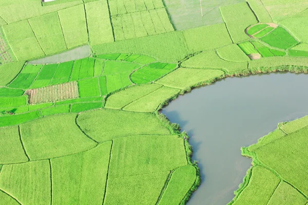 Rýžové pole v Bac Son, Vietnam — Stock fotografie