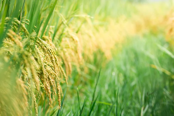 Latar belakang sawah — Stok Foto