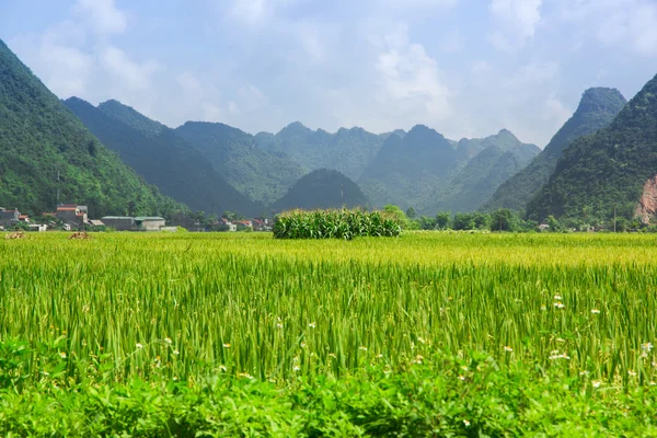 Rijst veld in vallei in Bac zoon, Vietnam — Stockfoto