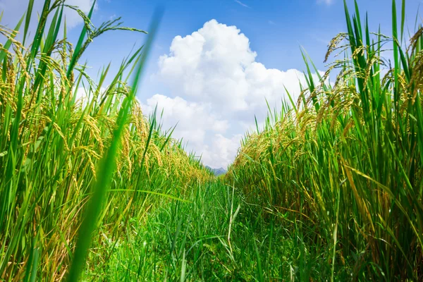 Rice field background — Stock Photo, Image