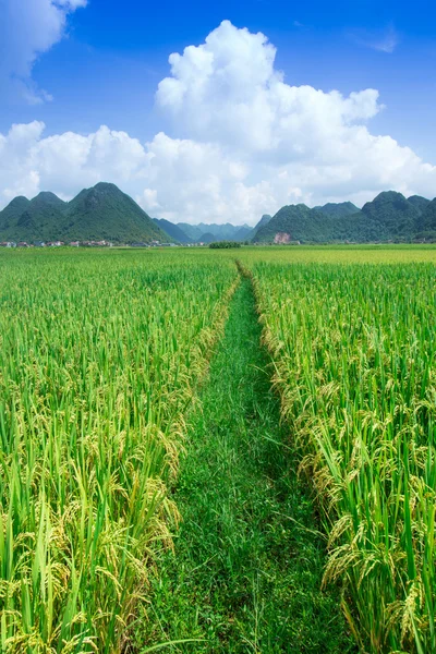 Fondo del campo de arroz —  Fotos de Stock