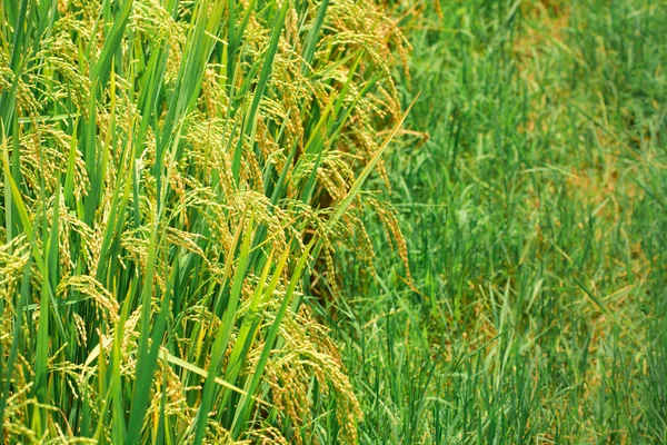 Campo di riso sfondo — Foto Stock