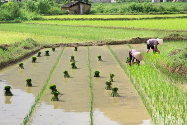 Vietnamesischer Bauer baut Reis auf dem Feld an — Stockfoto