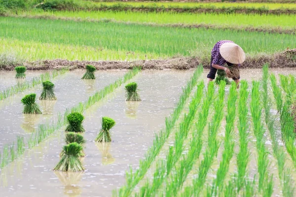 Vietnam Riz cultivé sur le champ — Photo