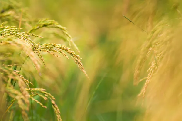 Latar belakang sawah — Stok Foto