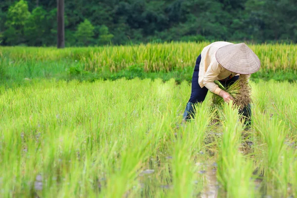 Vietnam çiftçi büyüme pirinç sahada — Stok fotoğraf