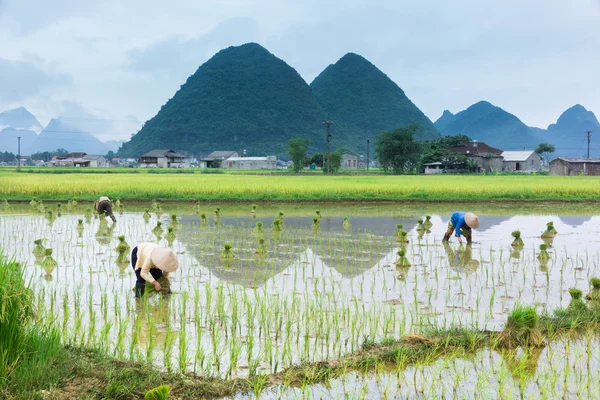 Vietnam çiftçi büyüme pirinç sahada