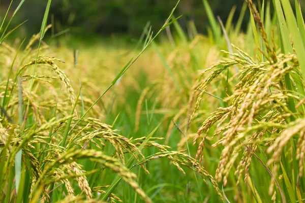 Campo di riso sfondo — Foto Stock