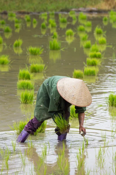 Vietname Crescimento do agricultor arroz em campo — Fotografia de Stock