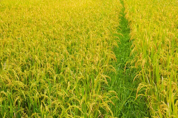 Campo di riso sfondo — Foto Stock